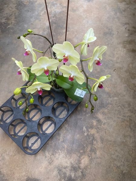  Lan Hồ Điệp Cây Mini Xanh Táo 