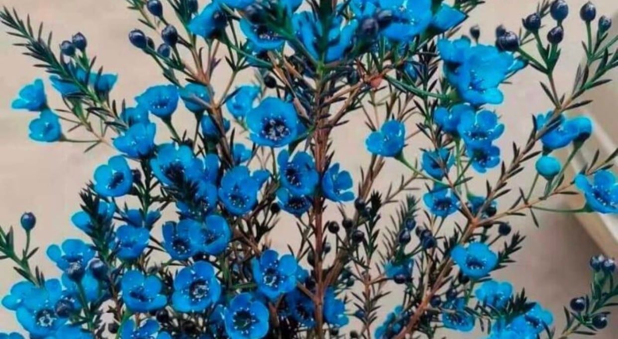  Hoa Thanh Liễu - HCC05 