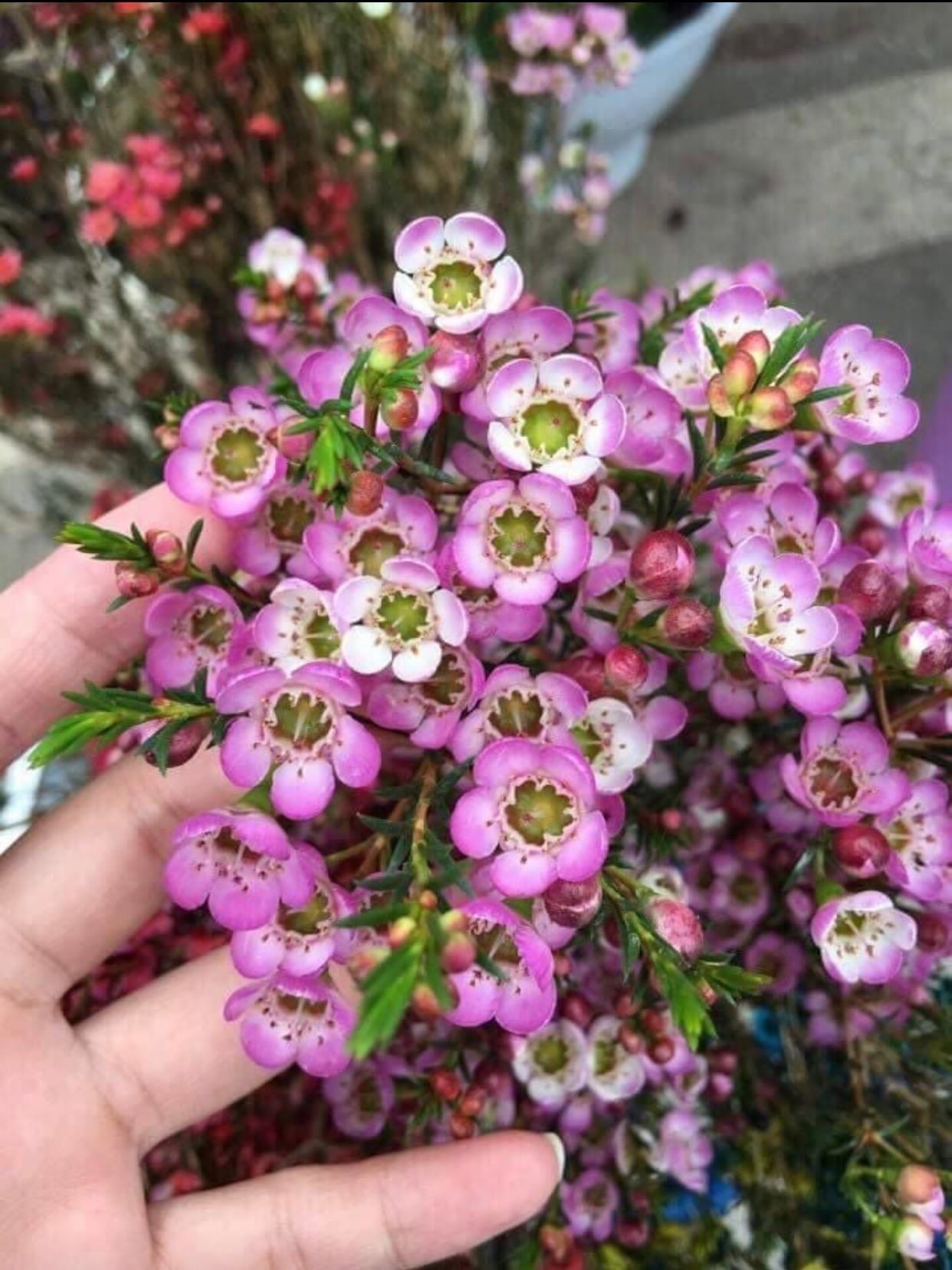  Hoa Thanh Liễu - HCC05 