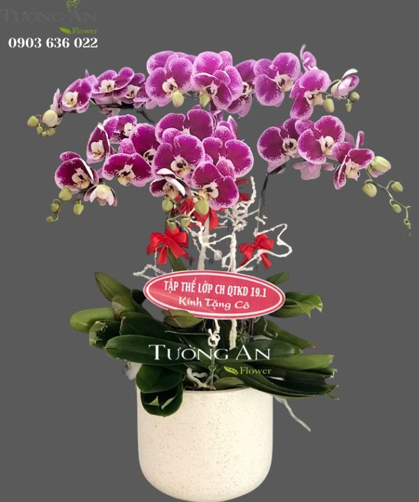  Chậu 6 Cành Lan Hồ Điệp Đột Biến - S811 