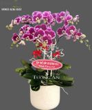  Chậu 6 Cành Lan Hồ Điệp Đột Biến - S811 