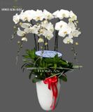  Chậu 6 Cành Lan Hồ Điệp Trắng - S896 