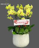  Chậu 6 Cành Lan Hồ Điệp Vàng - S975 