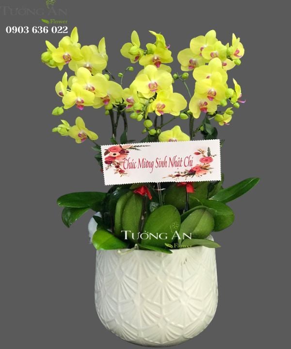  Chậu 6 Cành Lan Hồ Điệp Vàng - S975 