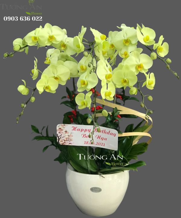  Chậu 6 Cành Lan Hồ Điệp Xanh Bơ - S980 
