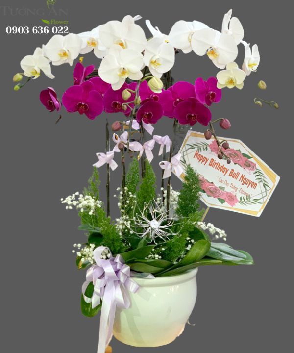  Chậu 6 Cành Lan Phối Màu - S914 