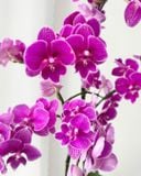  Chậu Lan Hồ Điệp Phú Quý Thanh Hoa - LHD107 