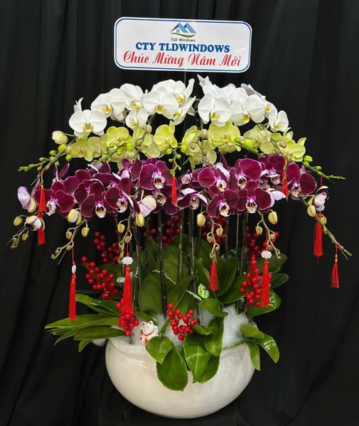 Chậu Lan Hồ Điệp Tam Phúc Vượng Tài  - LHD82