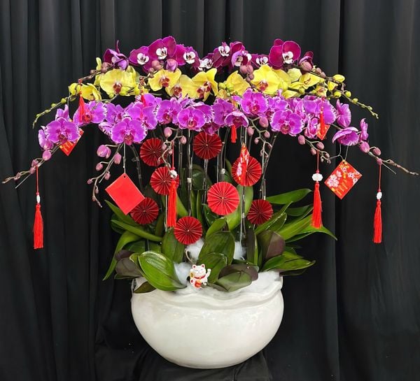 Chậu Lan Hồ Điệp Phúc Xuân Hội Tụ  - LHD77