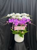  Chậu Lan Hồ Điệp Song Hỷ Phú Quý - LHD33 