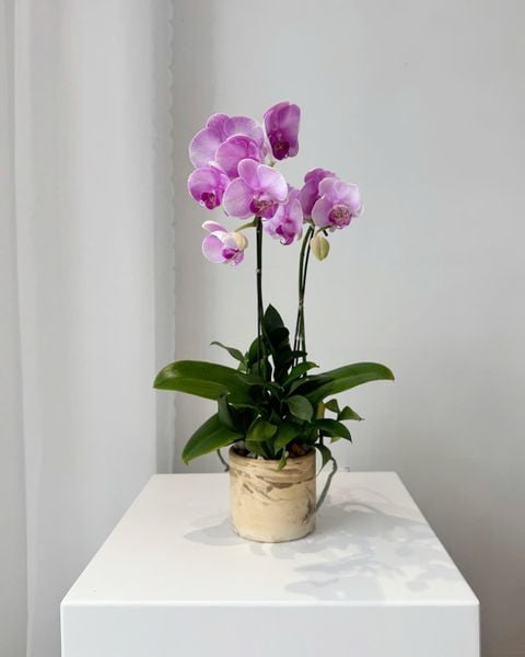 Chậu Lan Hồ Điệp Thanh Tím Nhẹ Nhàng - LHD102