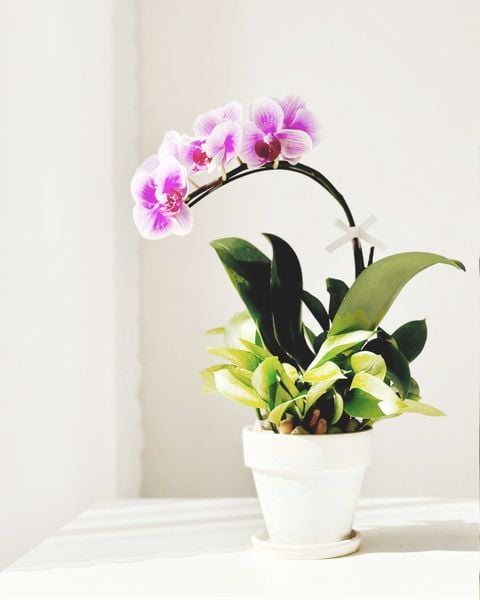 Chậu Lan Hồ Điệp Nắng Tím An Nhiên - LHD105