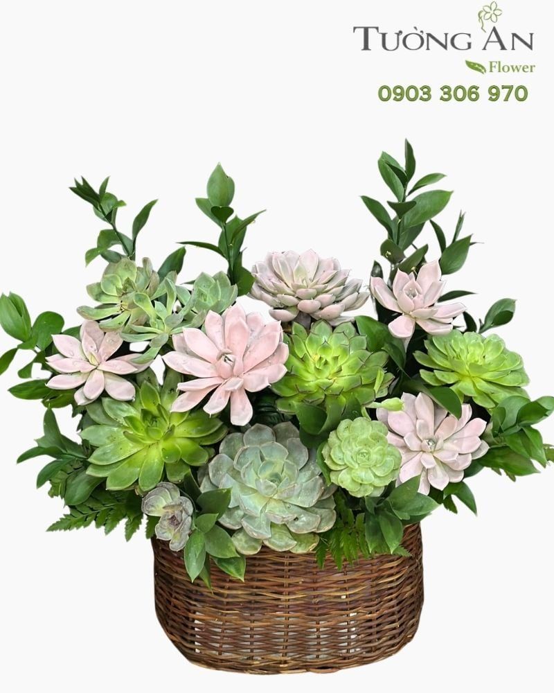  Chậu Sen Đá Vườn Xanh - SD12 