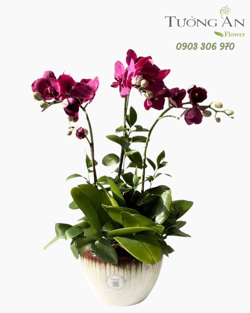  Chậu Lan Hồ Điệp Hồng Lan Quyến Rũ - LHD117 