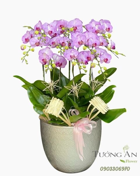 Chậu Lan Hồ Điệp Hồng Tâm Cát Tường - LHD72