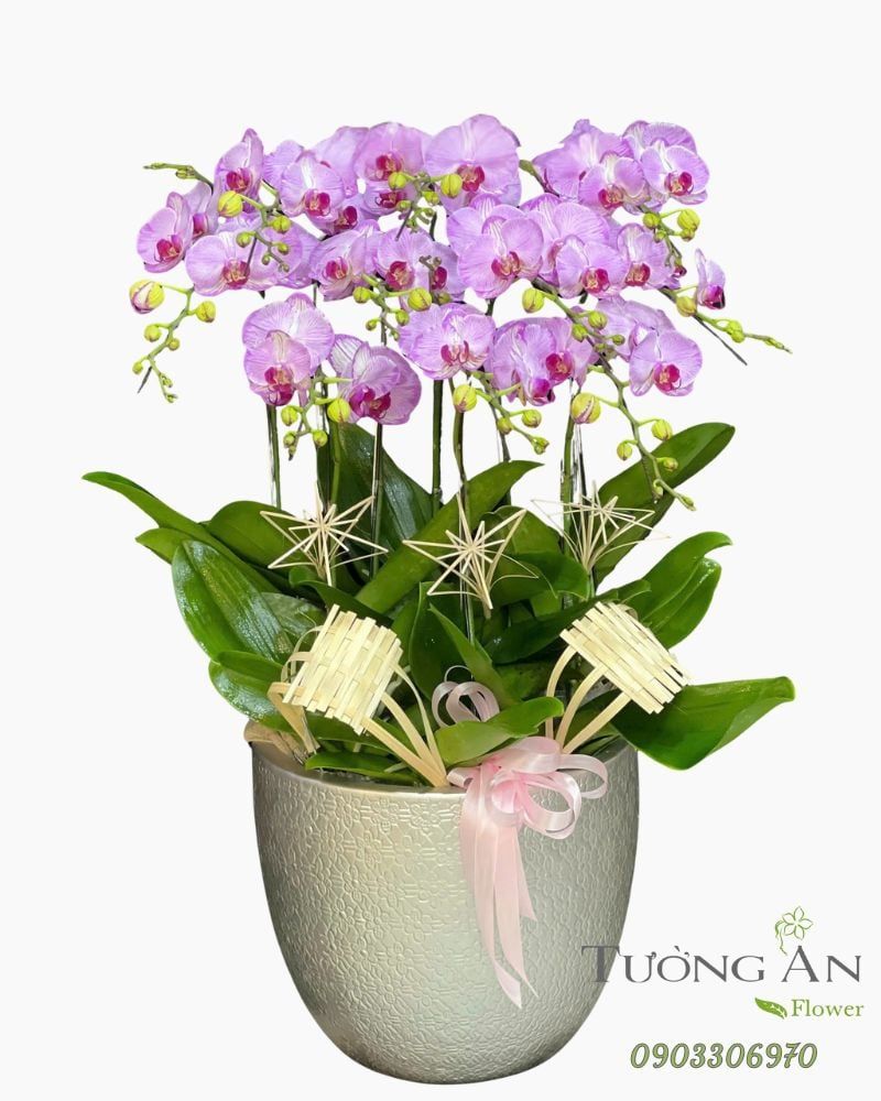  Chậu Lan Hồ Điệp Hồng Tâm Cát Tường - LHD72 