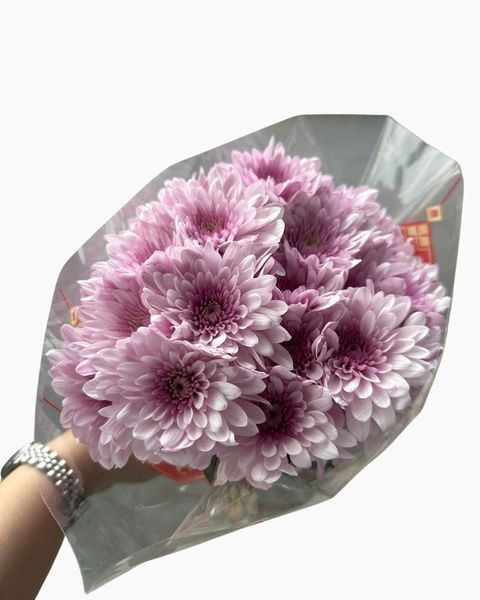  Hoa Cúc Tím - HCC33 