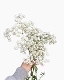  Baby Hà Lan - HCC06 