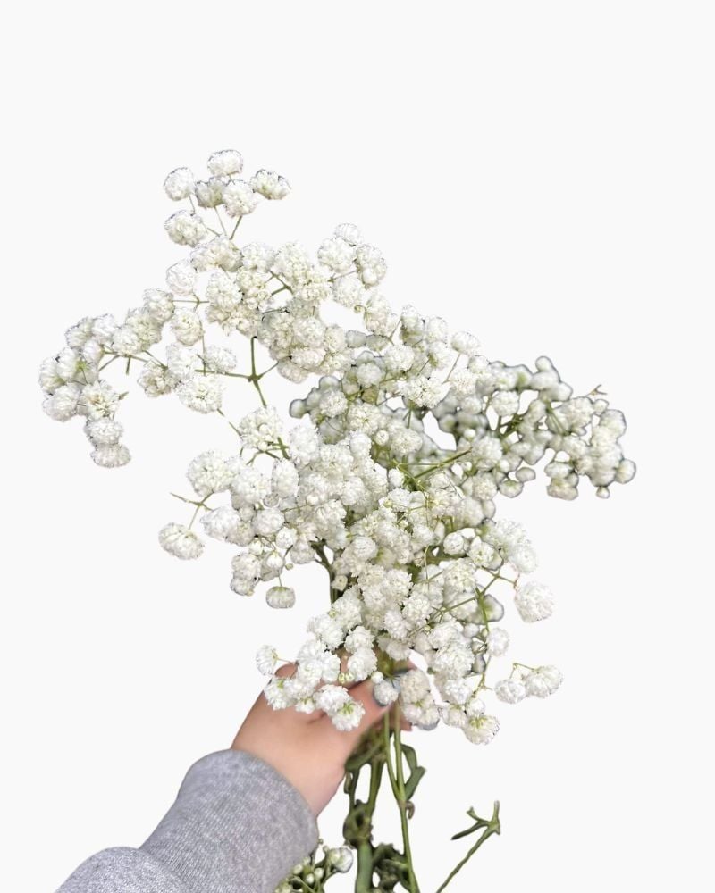  Baby Hà Lan - HCC06 