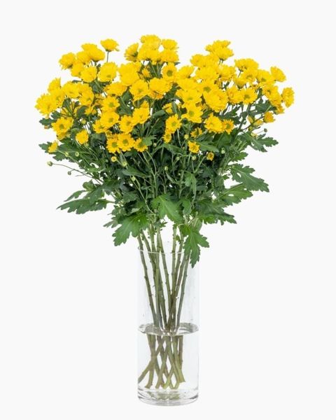  Hoa Cúc Rossi - HCC18 