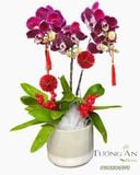  Chậu Lan Hồ Điệp Tử Ngọc Cát Tường  - LHD78 