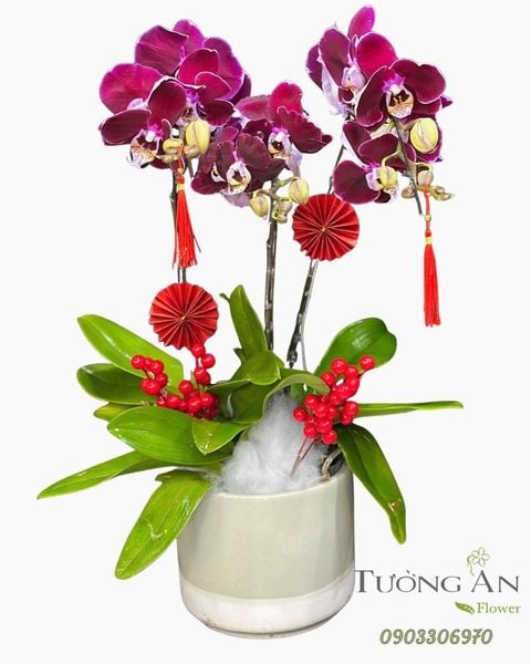 Chậu Lan Hồ Điệp Tử Ngọc Cát Tường  - LHD78