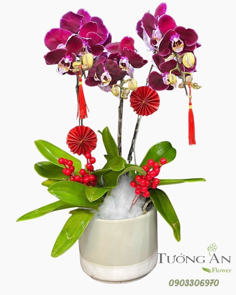  Chậu Lan Hồ Điệp Tử Ngọc Cát Tường  - LHD78 