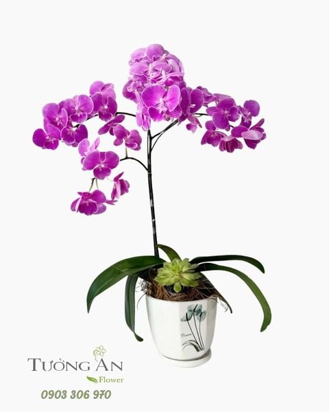 Chậu Lan Hồ Điệp Tím Kiêu Sa - LHD103