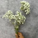  Baby Hà Lan - HCC06 