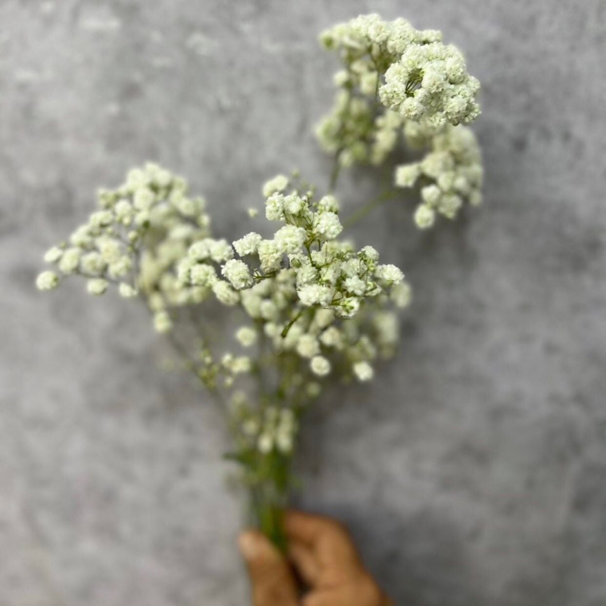  Baby Hà Lan - HCC06 