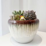  Chậu Sen Đá Thanh Ngọc Vườn Nhỏ - SD03 