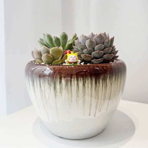 Chậu Sen Đá Thanh Ngọc Vườn Nhỏ - SD03