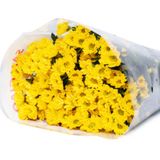  Hoa Cúc Rossi - HCC18 