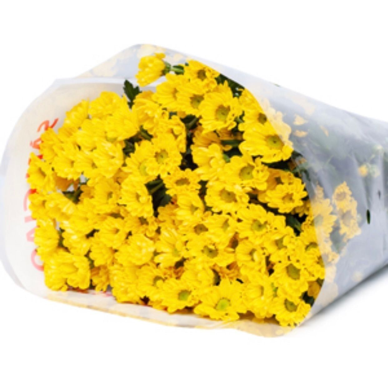  Hoa Cúc Rossi - HCC18 