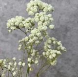  Baby Hà Lan - HCC06 