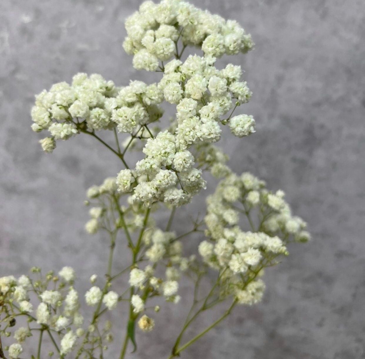  Baby Hà Lan - HCC06 