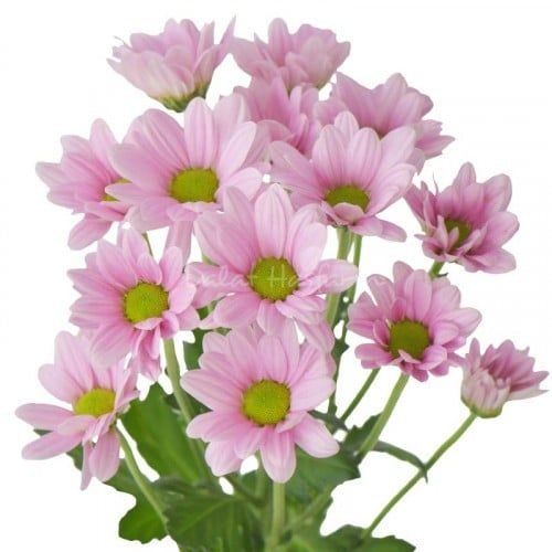  Hoa Cúc Rossi - HCC18 