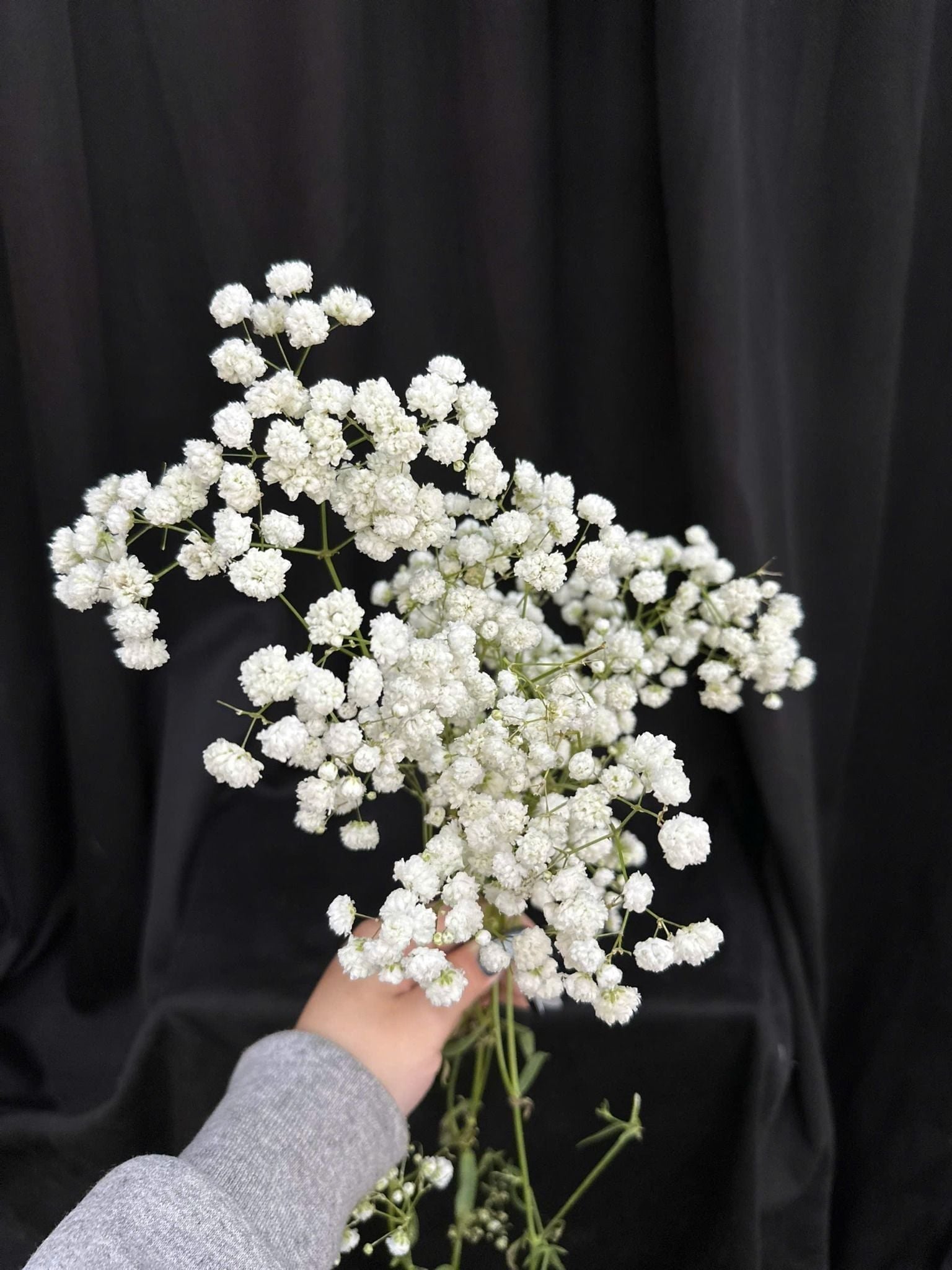  Baby Hà Lan - HCC06 