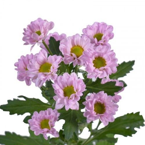  Hoa Cúc Rossi - HCC18 