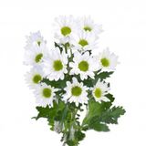  Hoa Cúc Rossi - HCC18 