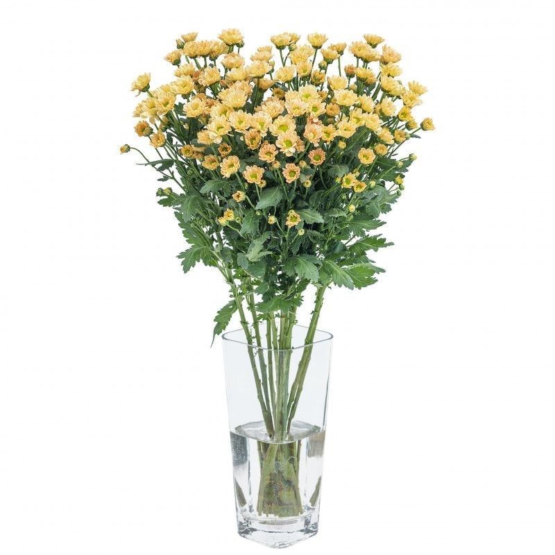  Hoa Cúc Rossi - HCC18 