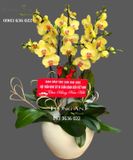  Chậu 7 Cành Lan Hồ Điệp Vàng - S972 