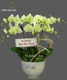  Chậu 7 Cành Lan Hồ Điệp Xanh Bơ - S971 