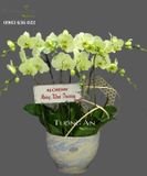 Chậu 7 Cành Lan Hồ Điệp Xanh Bơ - S971 