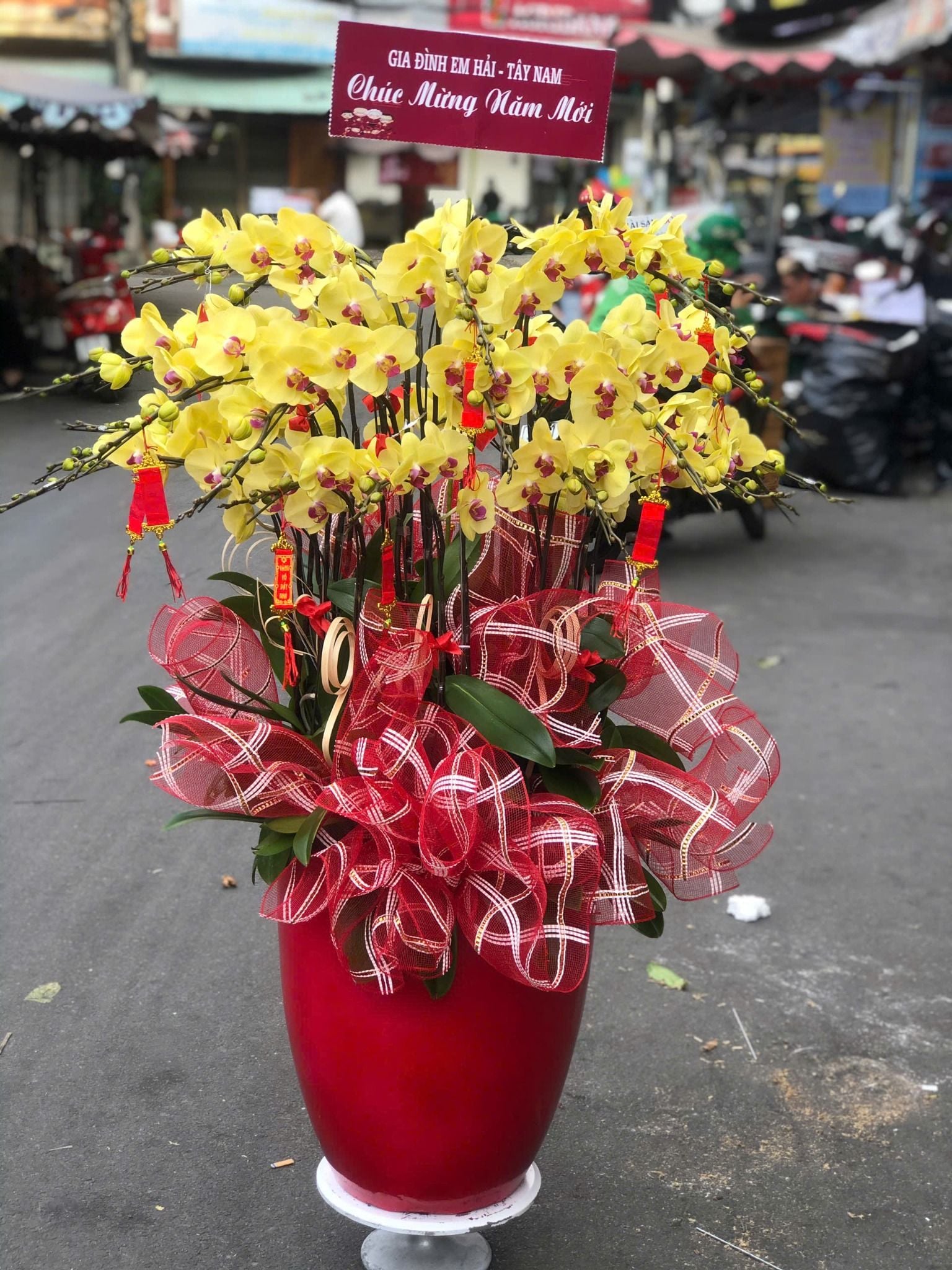  Chậu Lan Hồ Điệp Kim Phúc Hưng Thịnh - LHD47 