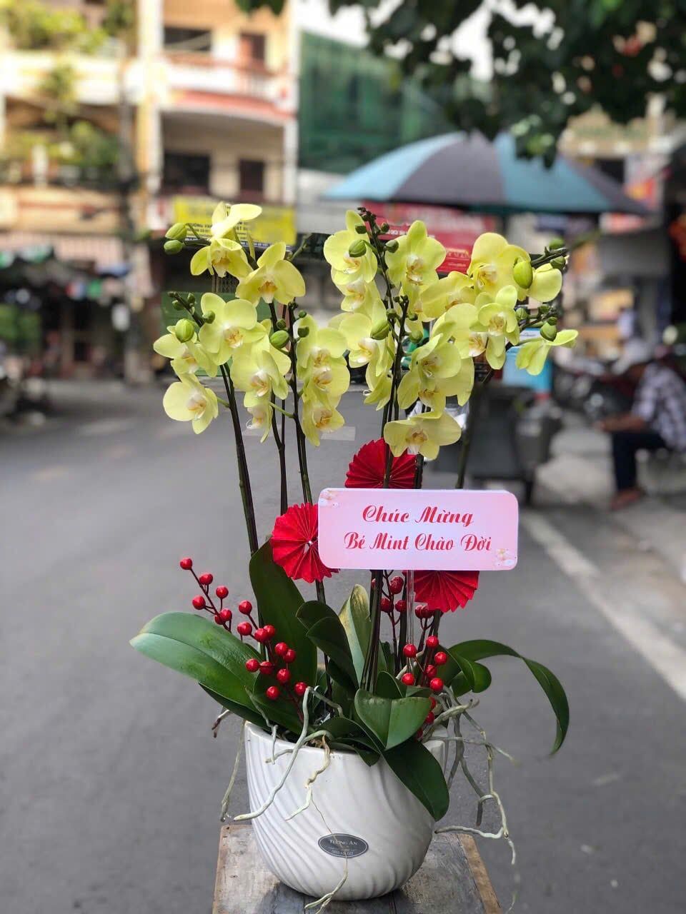  Chậu Lan Hồ Điệp Khởi Phúc An Nhiên - LHD27 