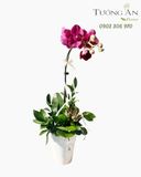  Chậu Lan Hồ Điệp Lan Hồng Thanh Nhã - LHD119 