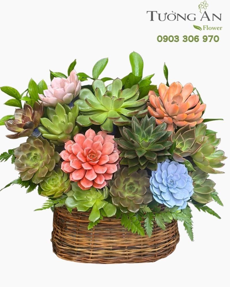  Chậu Sen Đá Đa Sắc - SD11 