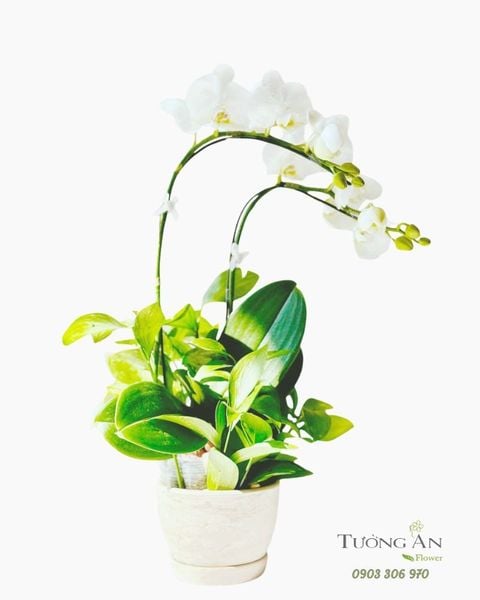 Chậu Lan Hồ Điệp Bạch Lan Ánh Sáng - LHD104