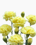  Cẩm Chướng Đơn - HCC25 